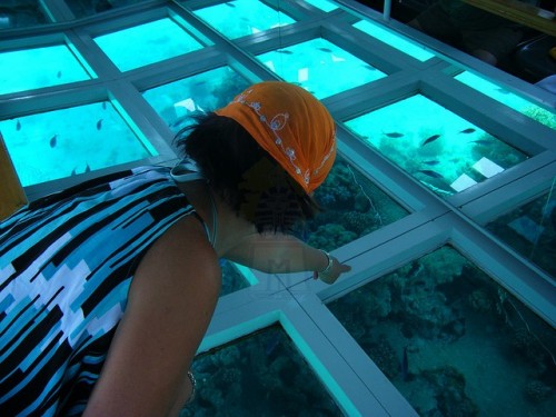 Glass Bottom Boat Vera sharm el sheikh things to do glass boat trip in sharm el Glass Bottom Boat Vera sharm el sheikh things to do glass boat trip in sharm el